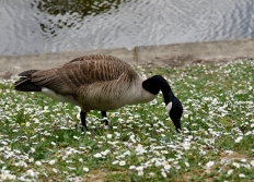 Nature dans Paris et proche banlieue.